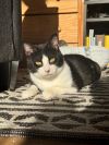 Jelly Cat photo 4
