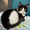Jelly Cat photo 5
