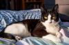 Jelly Cat photo 6