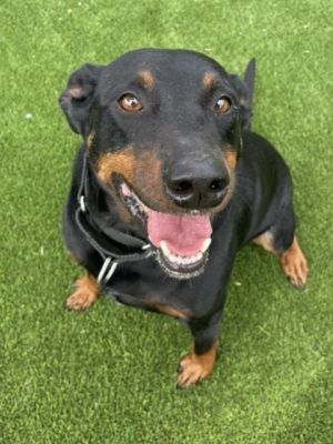 Linus, Adult Male Doberman Pinscher