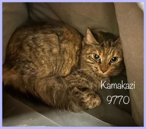 Kamakazi(614) Domestic Long Hair Cat