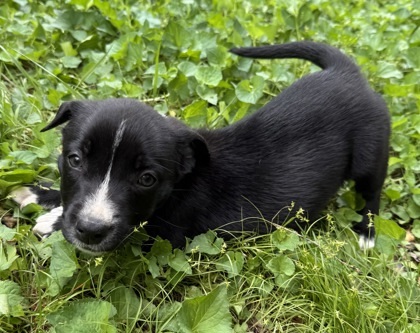 Gypsy Belle