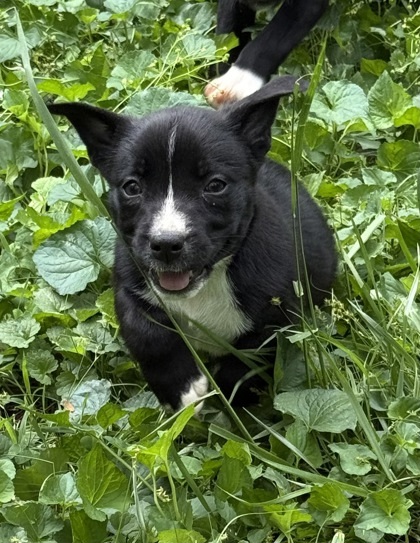 Gypsy Belle