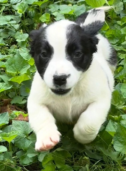 Holstein