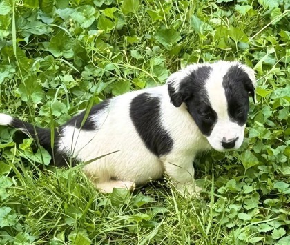 Holstein