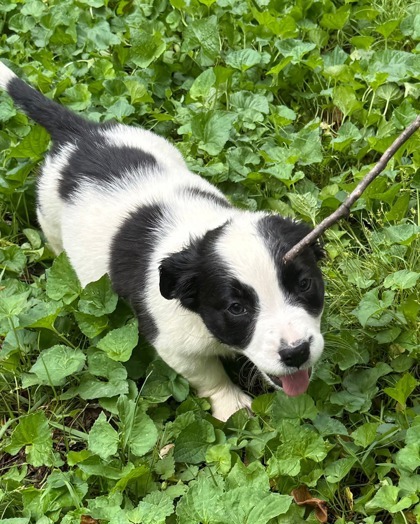 Holstein