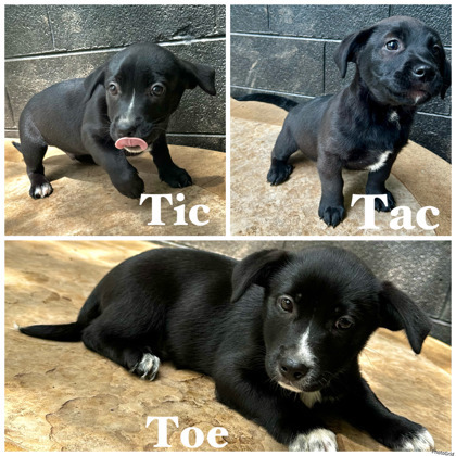 Tac