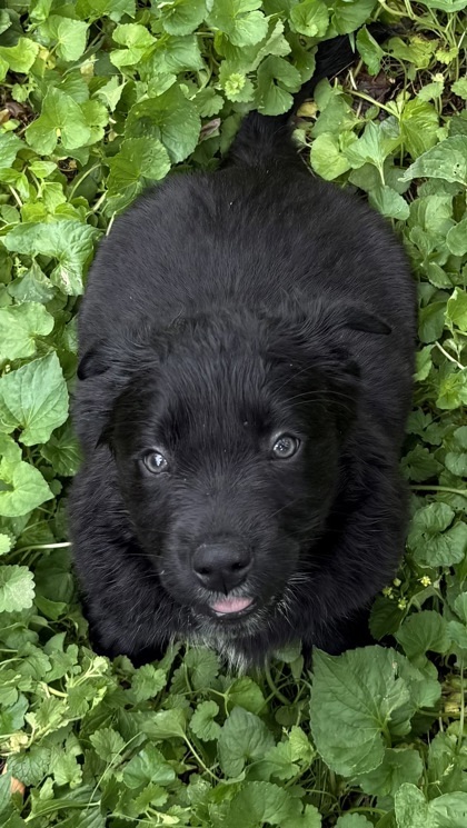 Tonka
