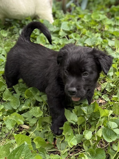 Tonka
