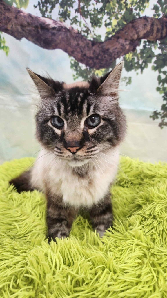 Knowee, an adoptable Domestic Medium Hair in Brookings, OR, 97415 | Photo Image 1