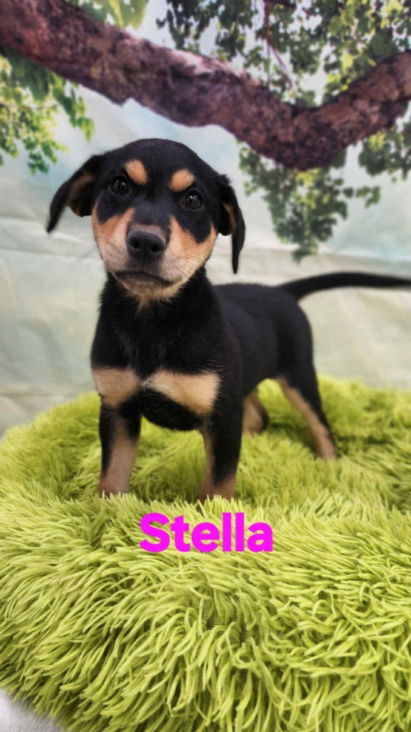 Stella