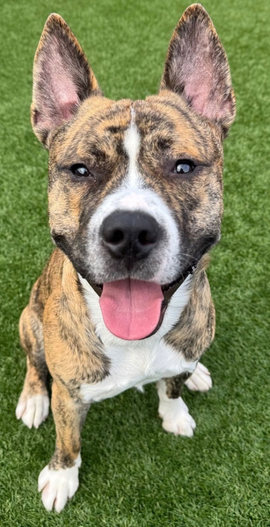 Taz
