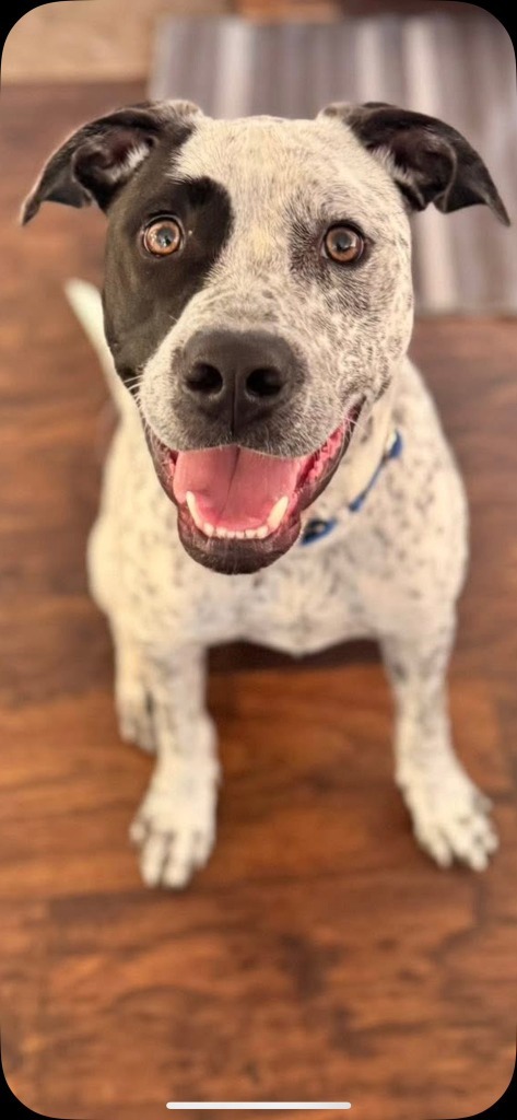 Gizmo, an adoptable Cattle Dog in Brookings, OR, 97415 | Photo Image 1
