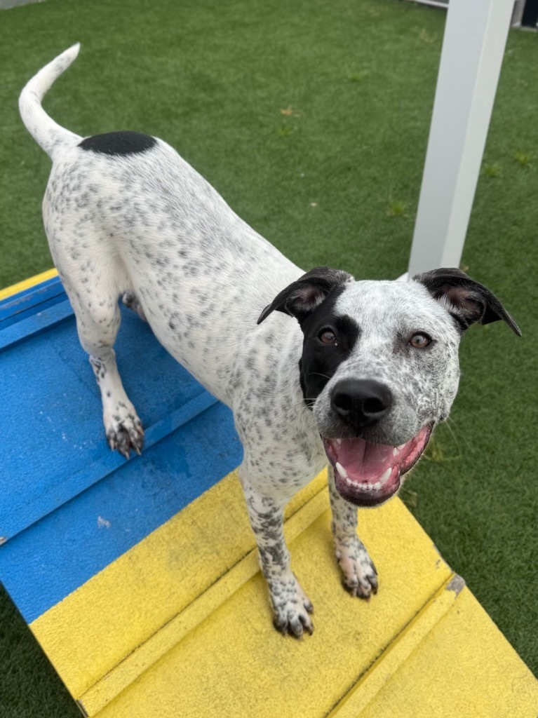 Gizmo, an adoptable Cattle Dog in Brookings, OR, 97415 | Photo Image 2