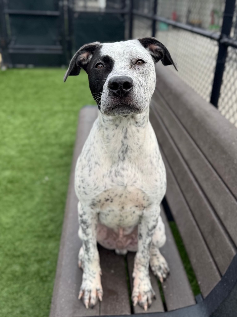 Gizmo, an adoptable Cattle Dog in Brookings, OR, 97415 | Photo Image 4