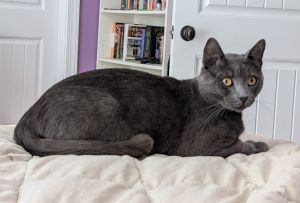 Big heart wanted Sonic is scared of people He was rescued as a stray in a dangerous intersection 