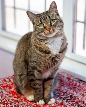 Harley Quinn, Adult Female Domestic Short Hair