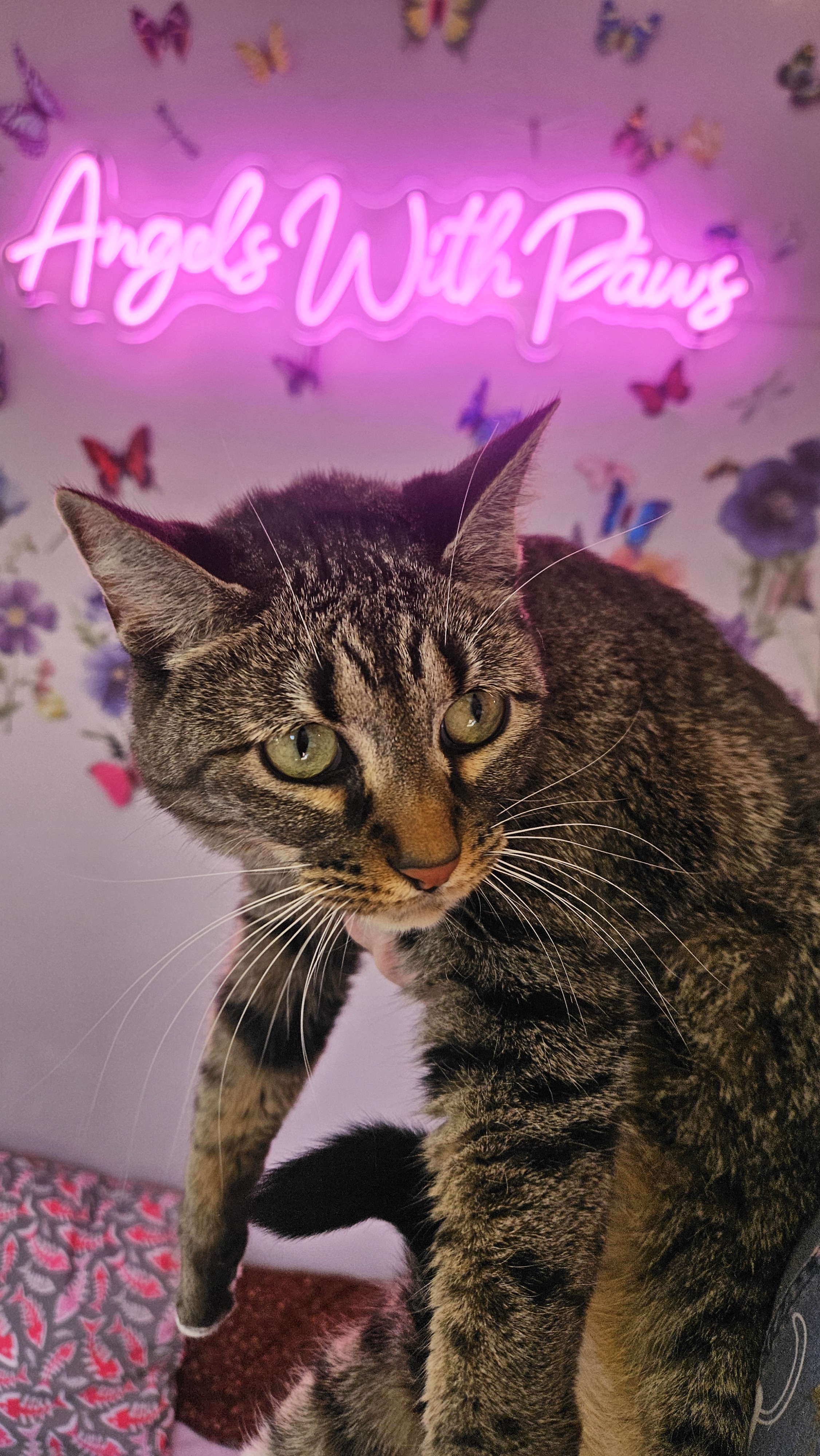 Harley Quinn, an adoptable Domestic Short Hair in Lakewood, CO, 80215 | Photo Image 2