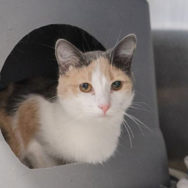 Bobbi (bonded To Sally)