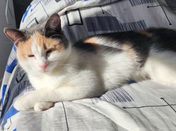 Bobbi (bonded To Sally)