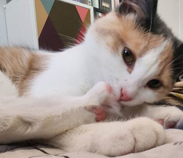 Bobbi (bonded To Sally)