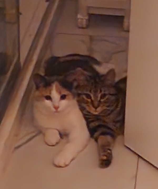 Bobbi (bonded To Sally)