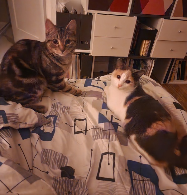 Bobbi (bonded To Sally)