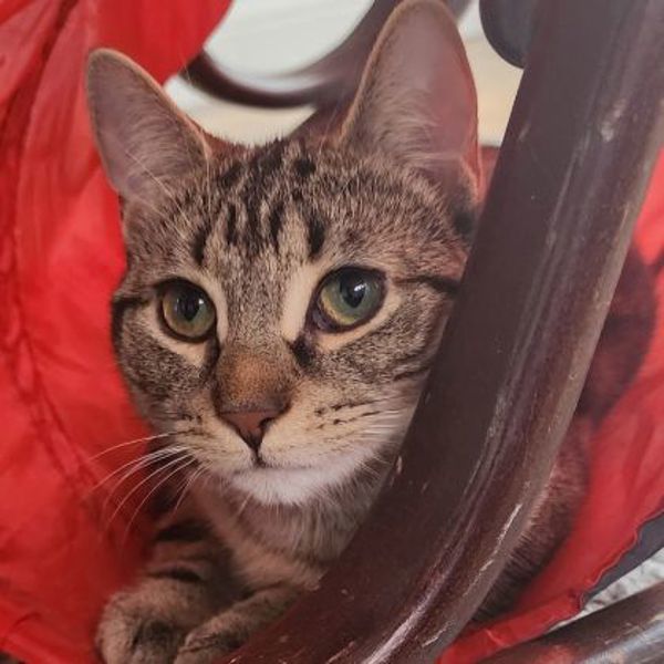 Sally (bonded To Bobbi)