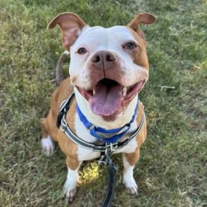 Chanel, Adult Female Pit Bull Terrier
