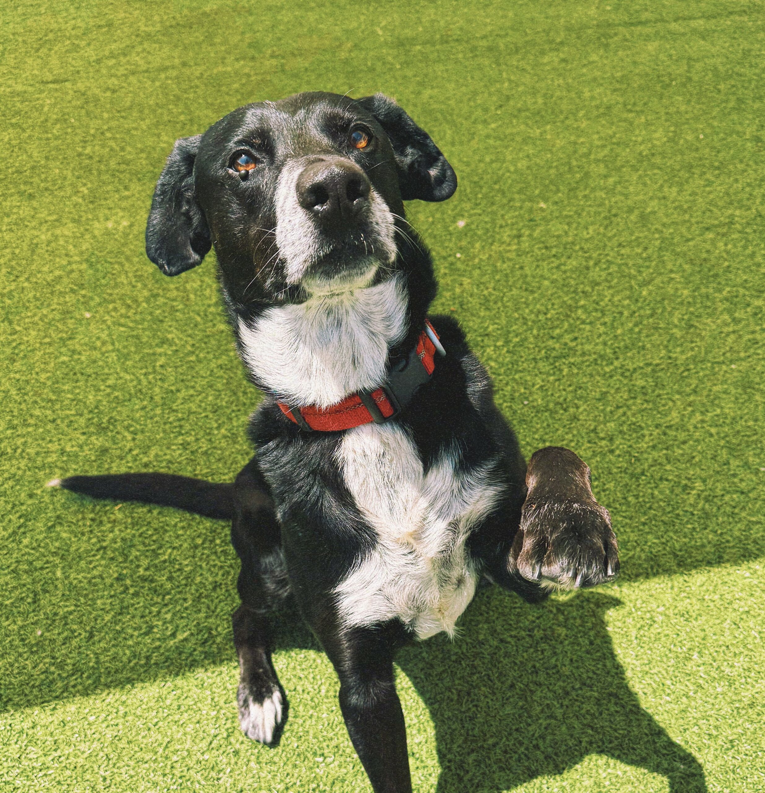 Fletcher, an adoptable Black Labrador Retriever, Border Collie in Hays, KS, 67601 | Photo Image 1