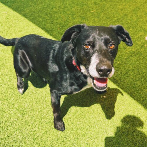Fletcher, an adoptable Black Labrador Retriever, Border Collie in Hays, KS, 67601 | Photo Image 2