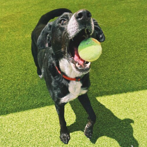 Fletcher, an adoptable Black Labrador Retriever, Border Collie in Hays, KS, 67601 | Photo Image 3