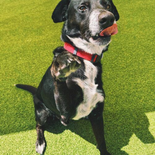 Fletcher, an adoptable Black Labrador Retriever, Border Collie in Hays, KS, 67601 | Photo Image 4