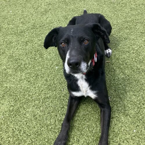 Fletcher, an adoptable Black Labrador Retriever, Border Collie in Hays, KS, 67601 | Photo Image 5