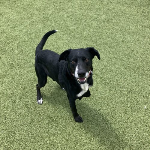 Fletcher, an adoptable Black Labrador Retriever, Border Collie in Hays, KS, 67601 | Photo Image 6