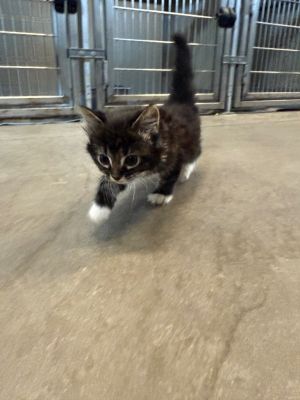 Tammy, Baby Female Domestic Short Hair