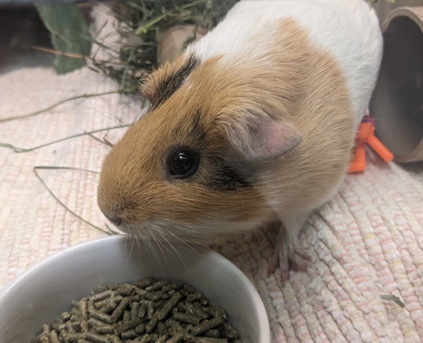 Elsa