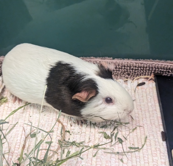 Willow