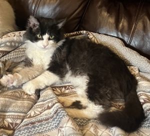 Carter, Adult Male unknown