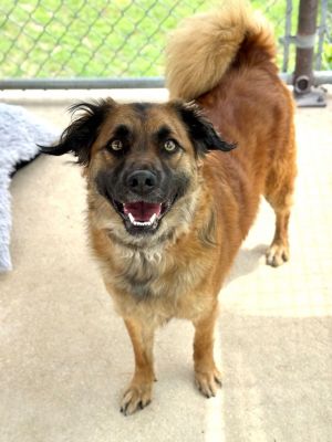 Baxter, Adult Male Shepherd