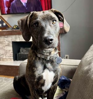 Indy, Young Male Boxer