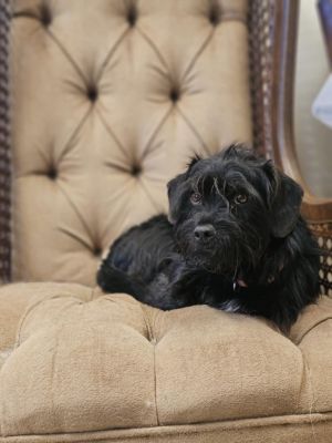 Bear, Young Male Terrier