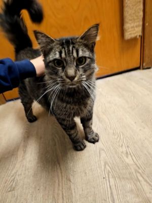 Tatianna, Adult Female Domestic Medium Hair