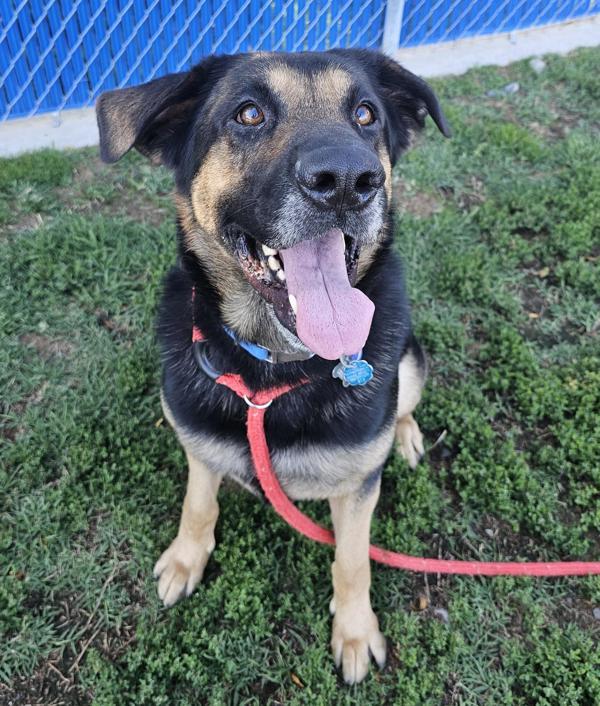 Bear, an adoptable German Shepherd Dog, Rottweiler in Kennewick, WA, 99336 | Photo Image 1