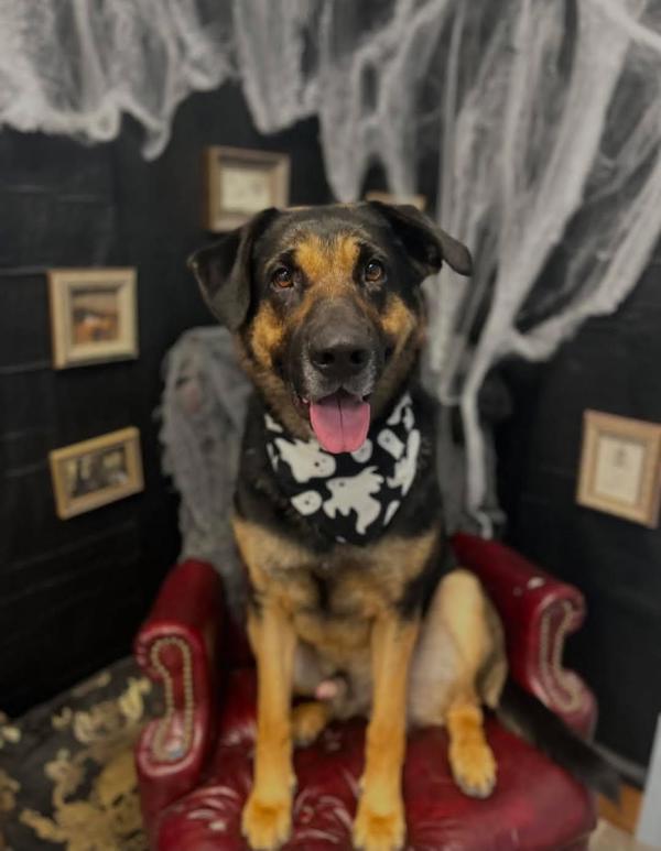 Bear, an adoptable German Shepherd Dog, Rottweiler in Kennewick, WA, 99336 | Photo Image 1