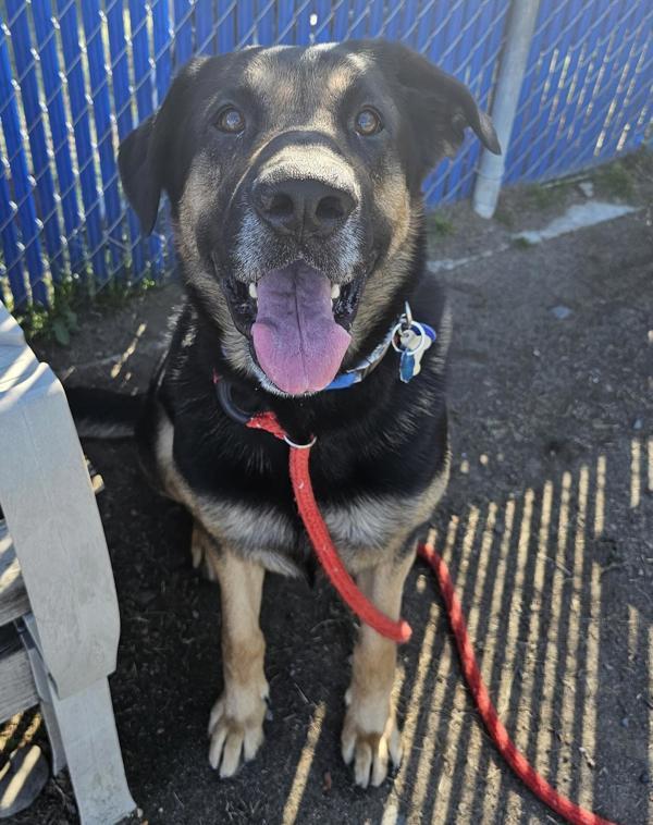 Bear, an adoptable German Shepherd Dog, Rottweiler in Kennewick, WA, 99336 | Photo Image 2