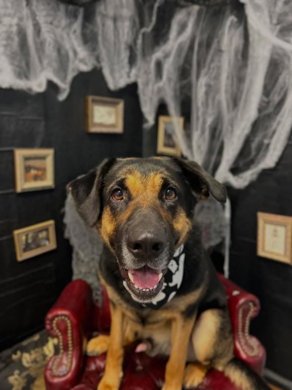 Bear, an adoptable German Shepherd Dog, Rottweiler in Kennewick, WA, 99336 | Photo Image 2