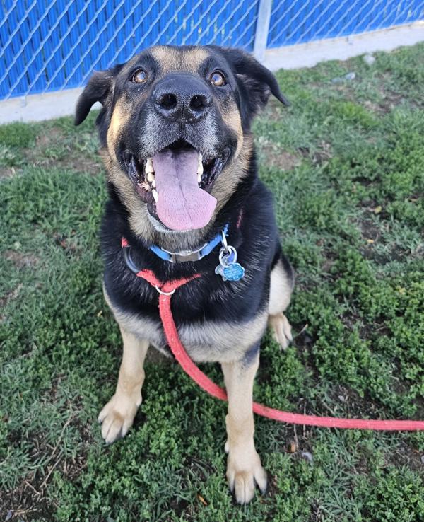 Bear, an adoptable German Shepherd Dog, Rottweiler in Kennewick, WA, 99336 | Photo Image 3