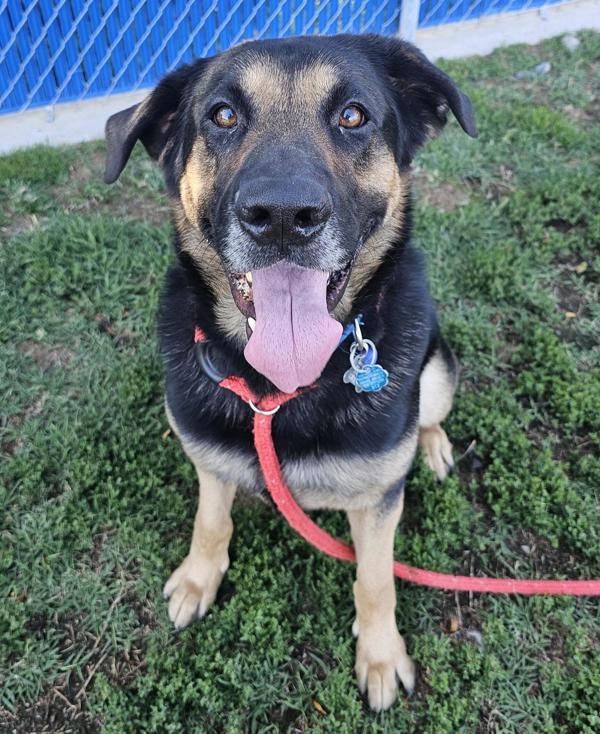 Bear, an adoptable German Shepherd Dog, Rottweiler in Kennewick, WA, 99336 | Photo Image 5