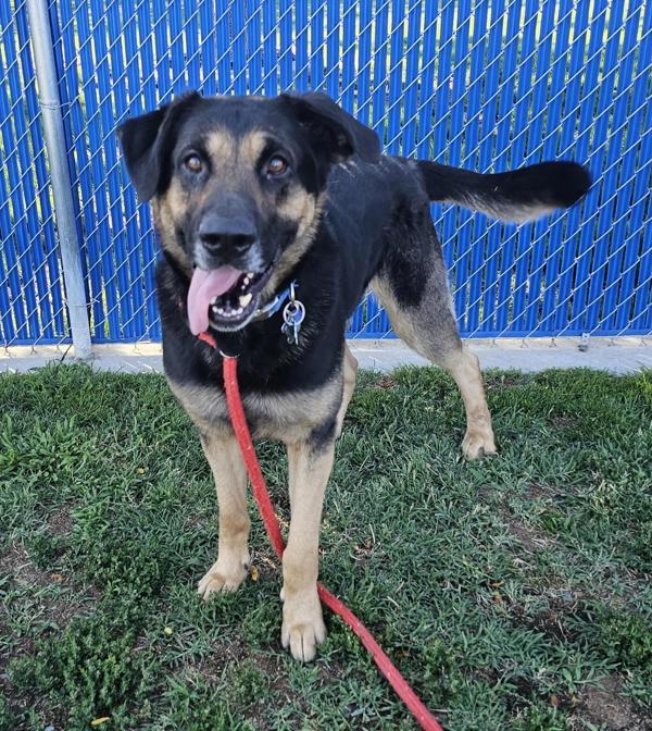 Bear, an adoptable German Shepherd Dog, Rottweiler in Kennewick, WA, 99336 | Photo Image 6